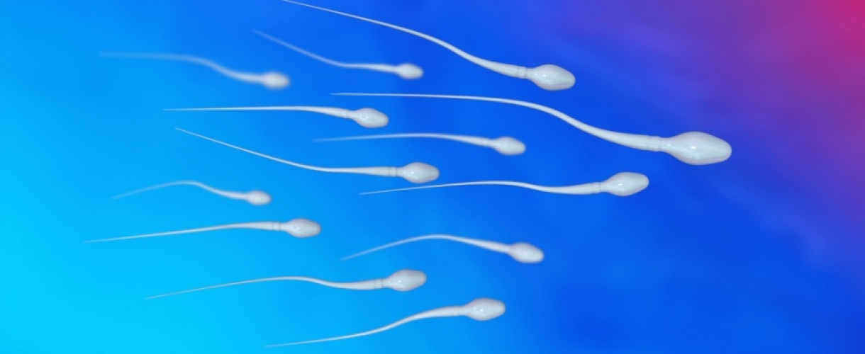 Сколько созревает сперматозоид