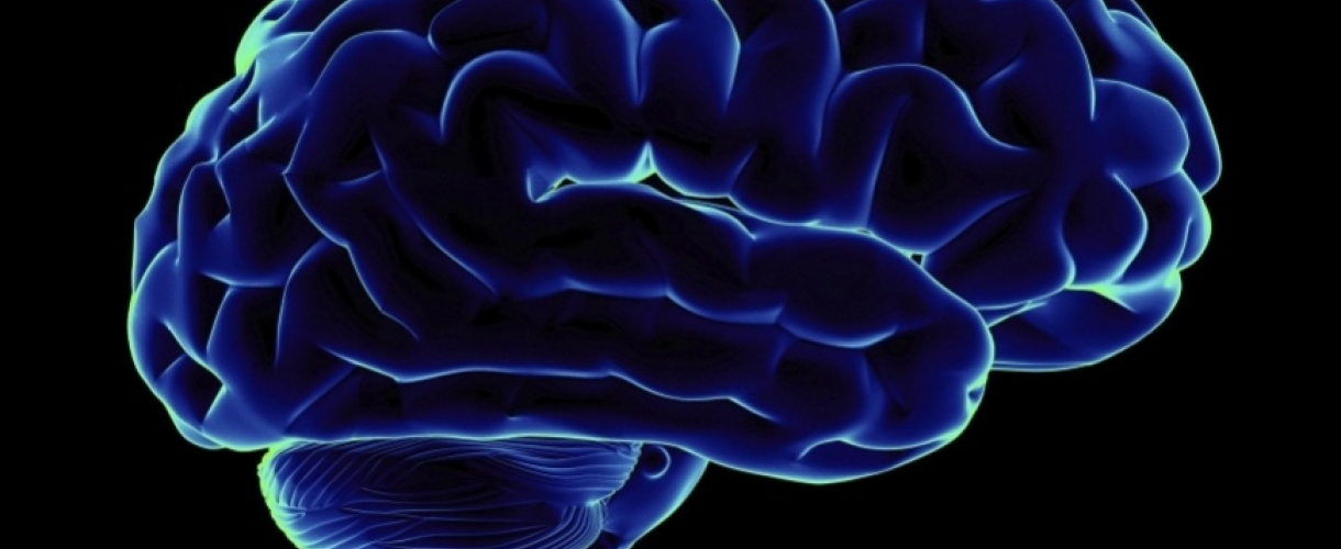 Мифы и интересные факты о человеческом мозге