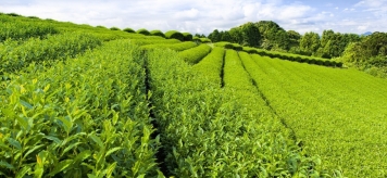 10 причин, чтобы пить зеленый чай