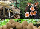 Как распознать ядовитые грибы в лесу и на кухне