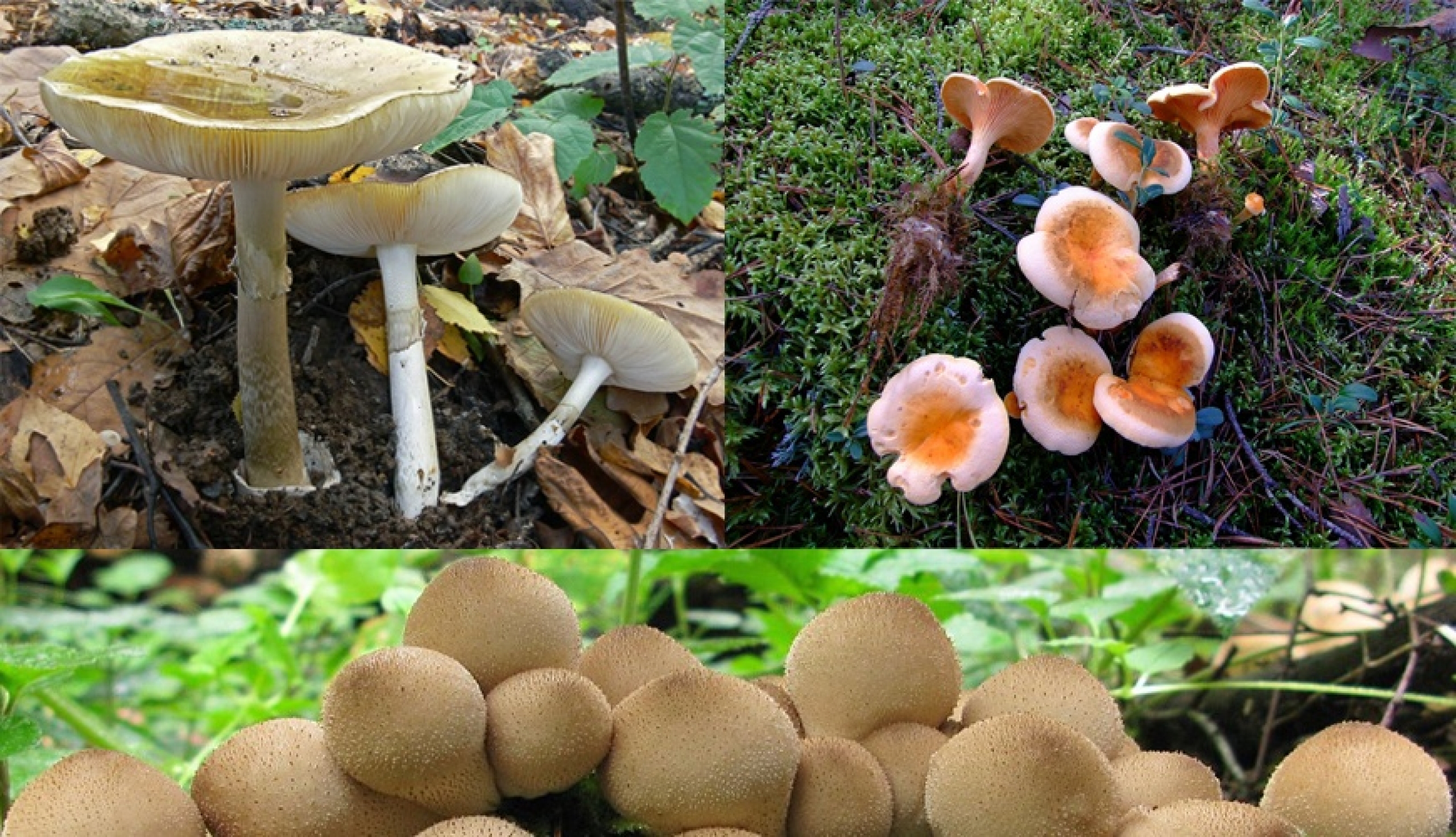 Как распознать ядовитые грибы в лесу и на кухне