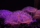 Что делать, если вас ужалила медуза