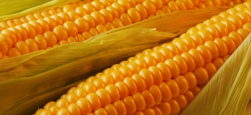 Кукуруза: польза и вред