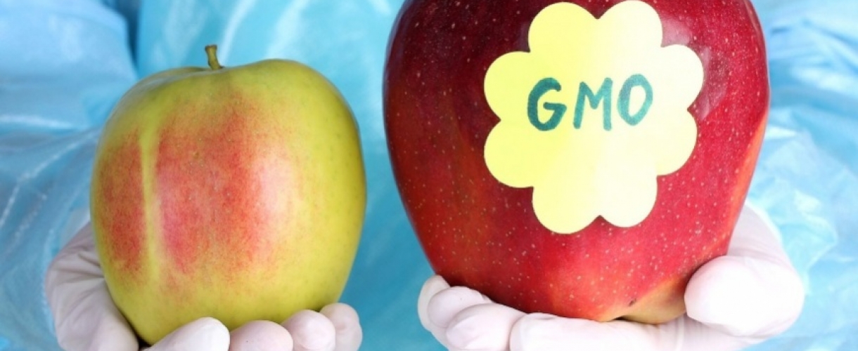 Правда и вымысел о ГМО