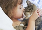 Кошка заразила лишаем ребенка – оперативное лечение